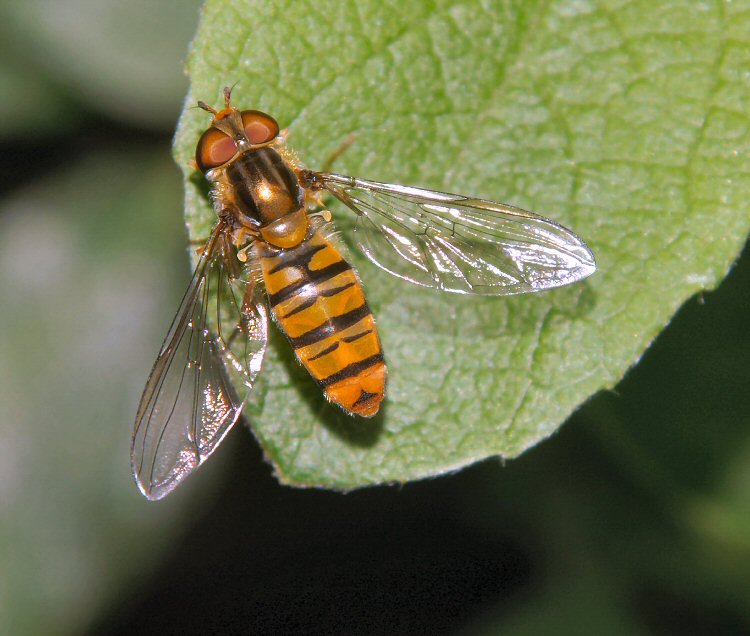 Episyrphus balteatus Episyrphus balteatus