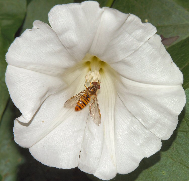 Episyrphus balteatus Episyrphus balteatus