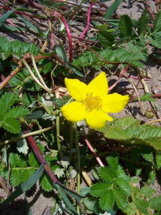 Potentilla anserina ssp. pacifica Potentilla anserina ssp. pacifica