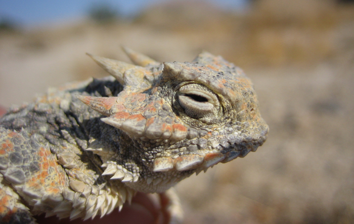 Phrynosoma platyrhinos Phrynosoma platyrhinos