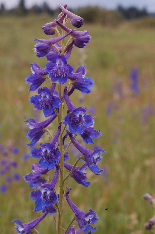 Delphinium nuttallii Delphinium nuttallii