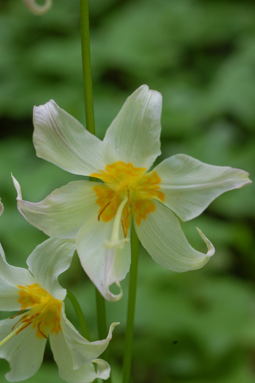 Erythronium montanum Erythronium montanum