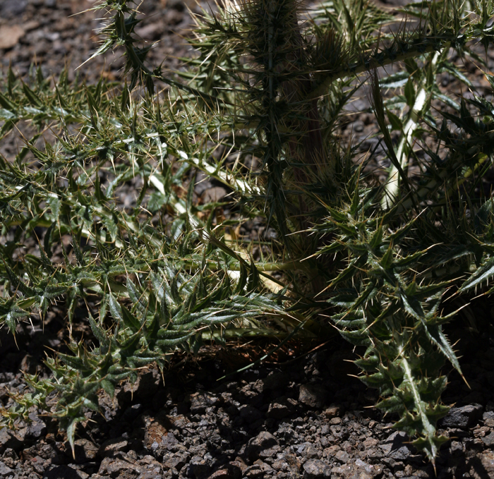 Cirsium cymosum var. canovirens