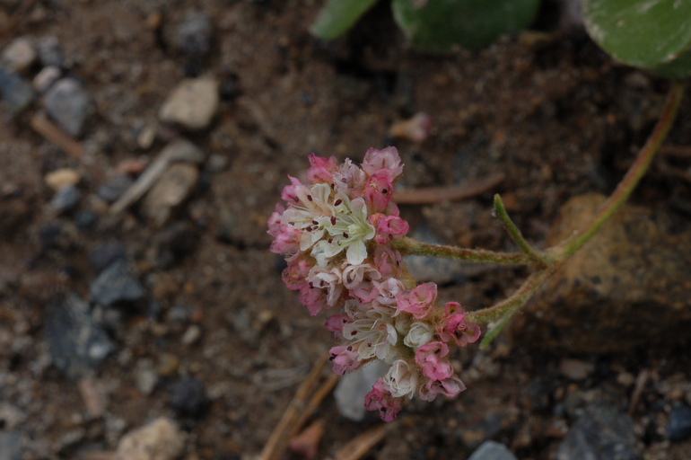 Eriogonum pyrolifolium Eriogonum pyrolifolium