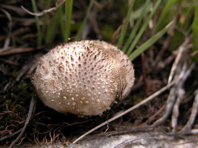 Lycoperdon perlatum