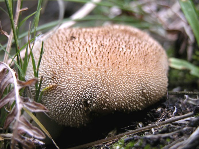Lycoperdon perlatum