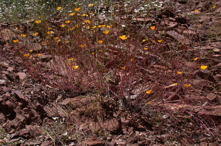 Eschscholzia lobbii