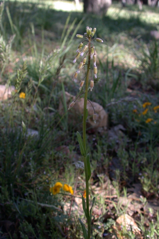 Boechera sparsiflora