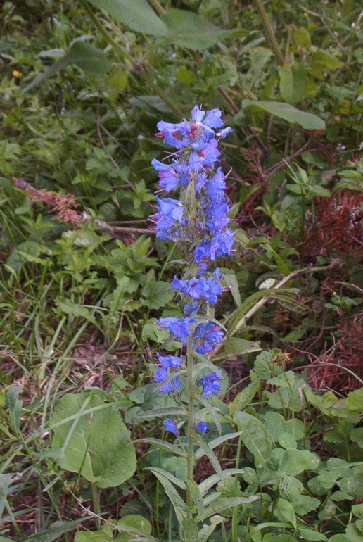 Echium vulgare