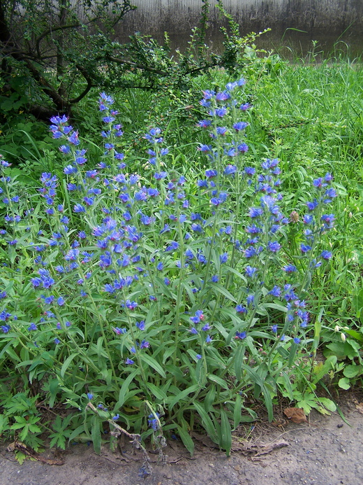 Echium vulgare