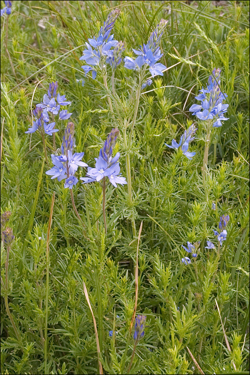 Veronica austriaca ssp. jacquinii