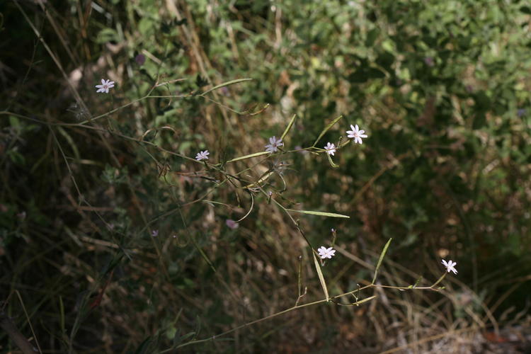 Epilobium ravenii Epilobium ravenii