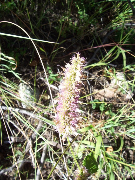 Agastache urticifolia Agastache urticifolia