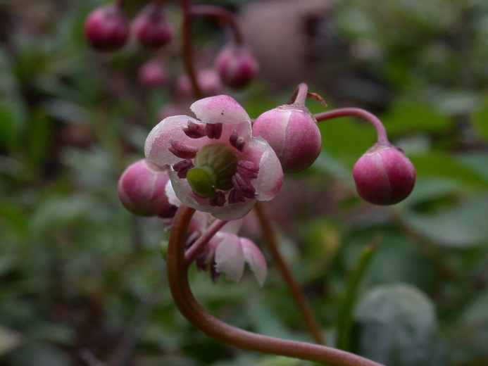 Chimaphila menziesii
