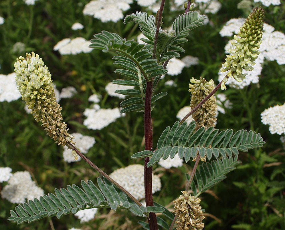 Astragalus pycnostachyus var. pycnostachyus