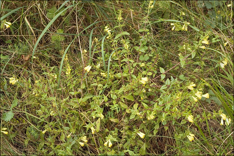 Melampyrum pratense ssp. vulgatum