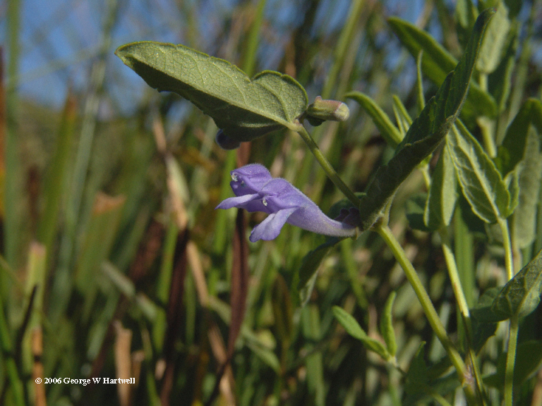 Scutellaria antirrhinoides Scutellaria antirrhinoides
