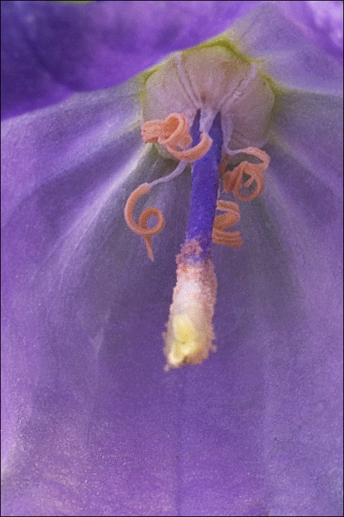 Campanula rotundifolia