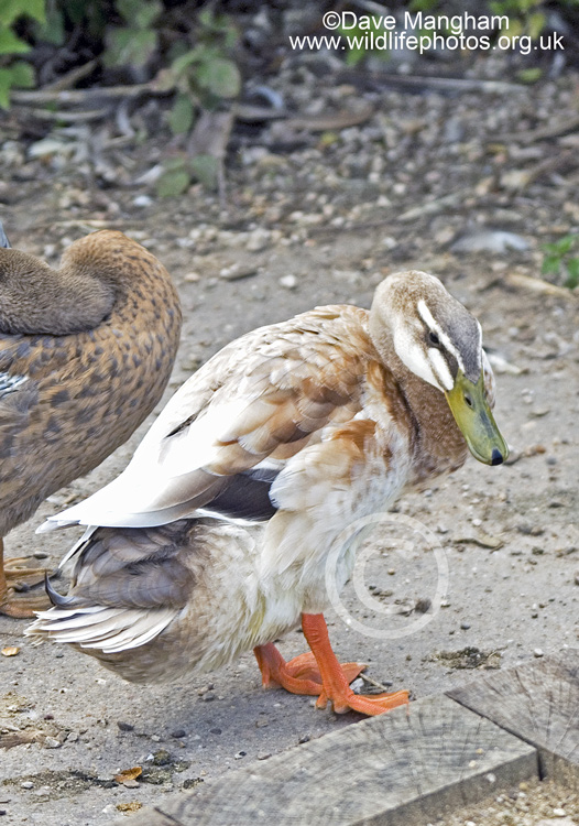 Anas platyrhynchos domesticus