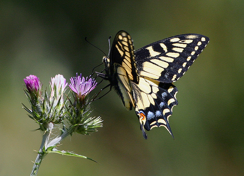 Papilio zelicaon Papilio zelicaon