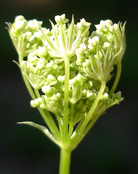 Perideridia parishii