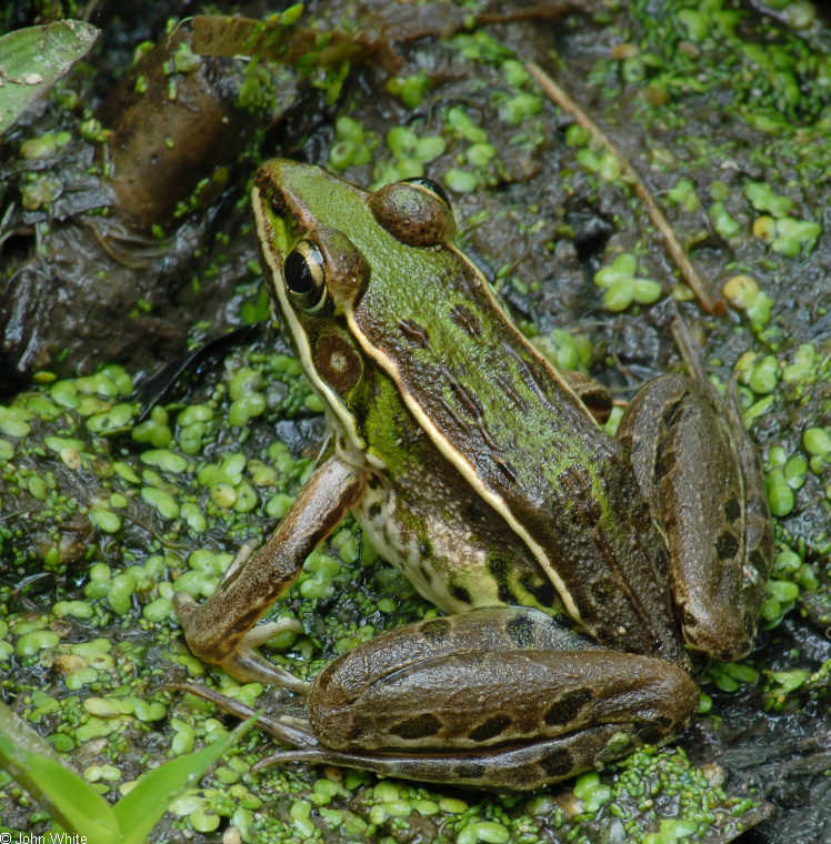 Rana sphenocephala