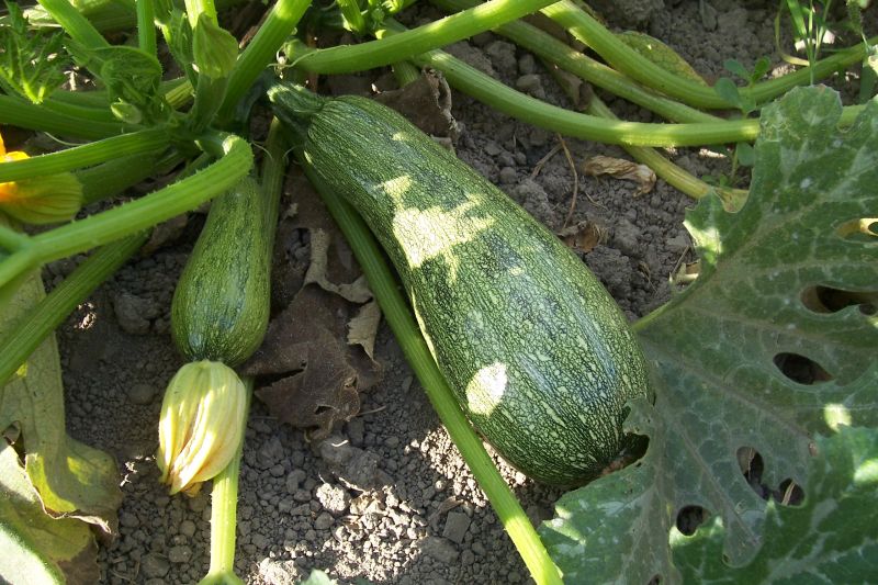 Кабачки фото пошагово. Кабачок Cucurbita Pepo l.. Cucurbita Pepo Squash. Кабачок ясна. Кабачок — Cucurbita Pepo l. var. Giraumonas duch.