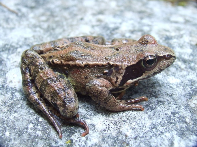 Rana Temporaria European Common Frog