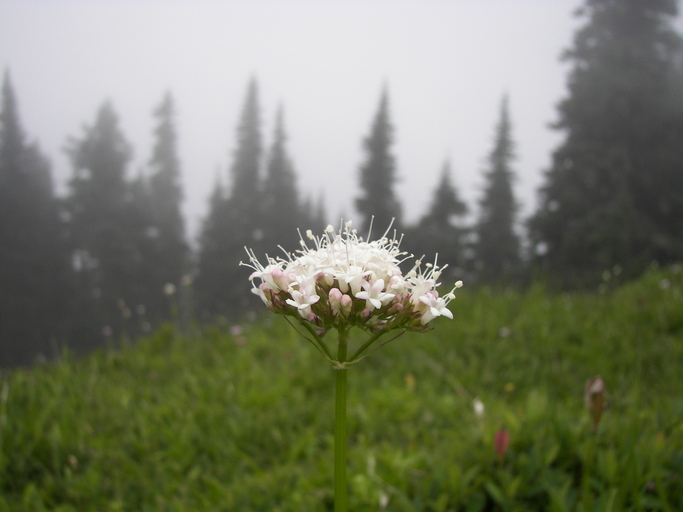 Valeriana sitchensis