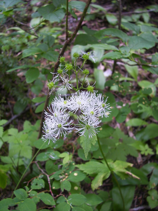 Trautvetteria caroliniensis Trautvetteria caroliniensis