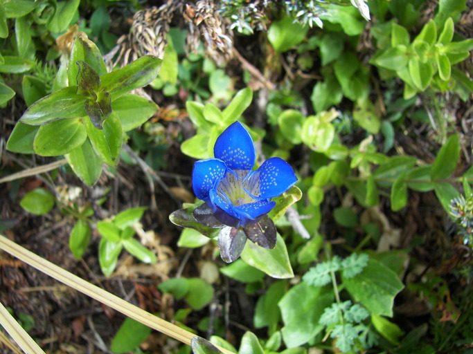 Gentiana calycosa