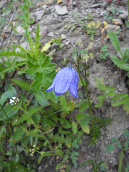 Campanula rotundifolia Campanula rotundifolia
