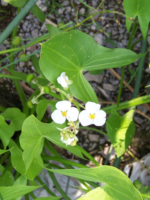 Sagittaria cuneata