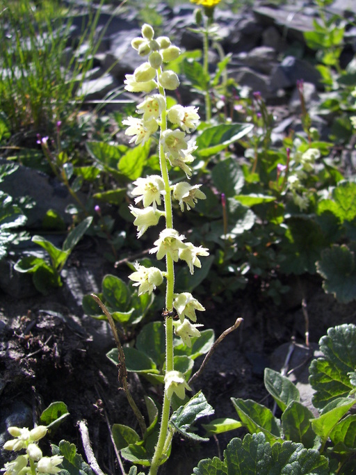 Elmera racemosa