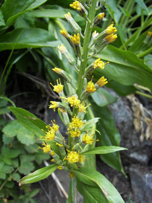 Rainiera stricta Rainiera stricta