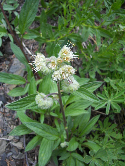 Phacelia hastata Phacelia hastata
