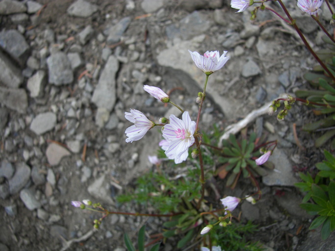 Lewisia columbiana Lewisia columbiana