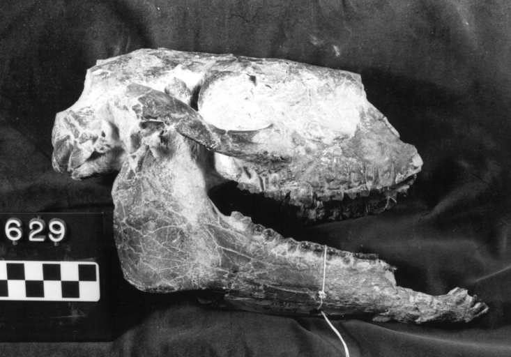 Mesohippus equiceps