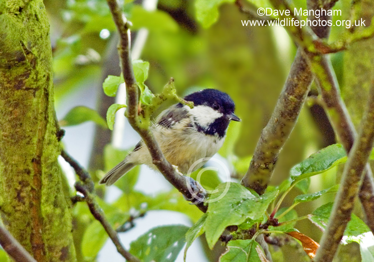 Periparus ater