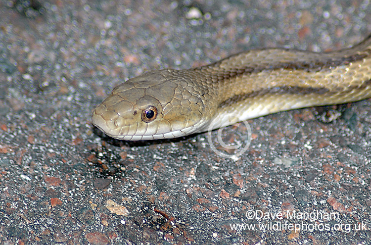 Pantherophis alleghaniensis
