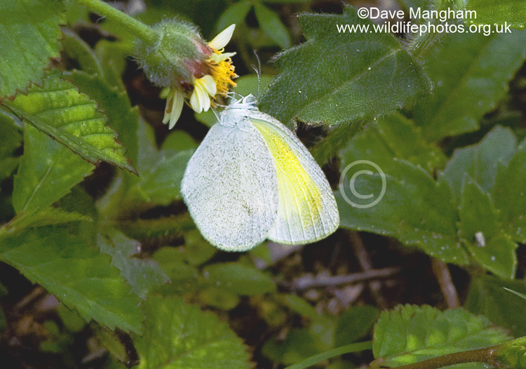 Eurema daira