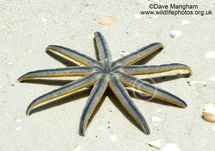 Luidia senegalensis