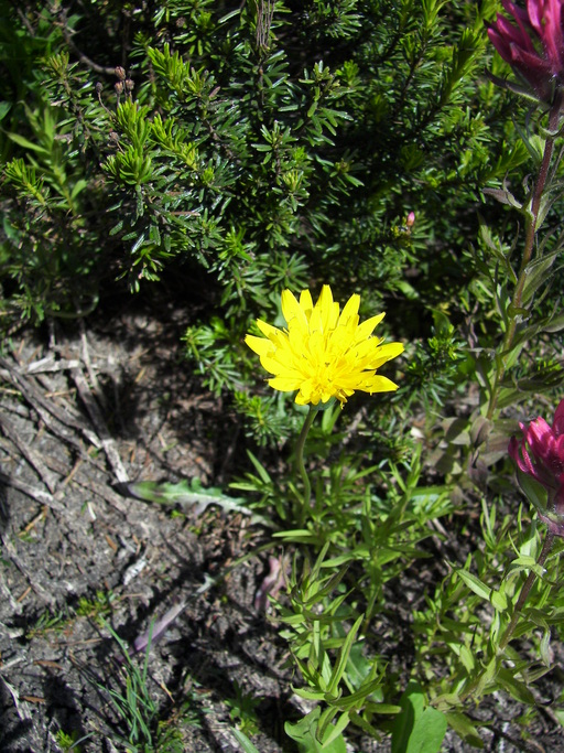 Agoseris grandiflora Agoseris grandiflora