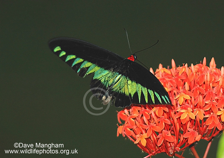 Trogonoptera brookiana ssp. brookiana