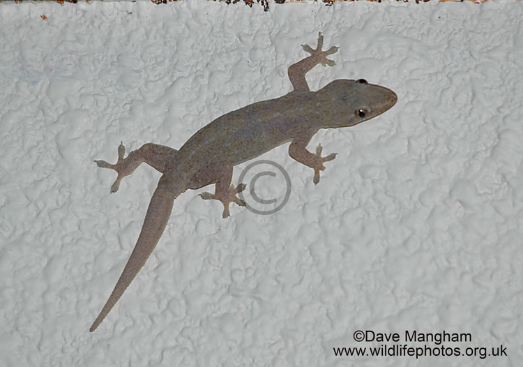 Gehyra mutilata