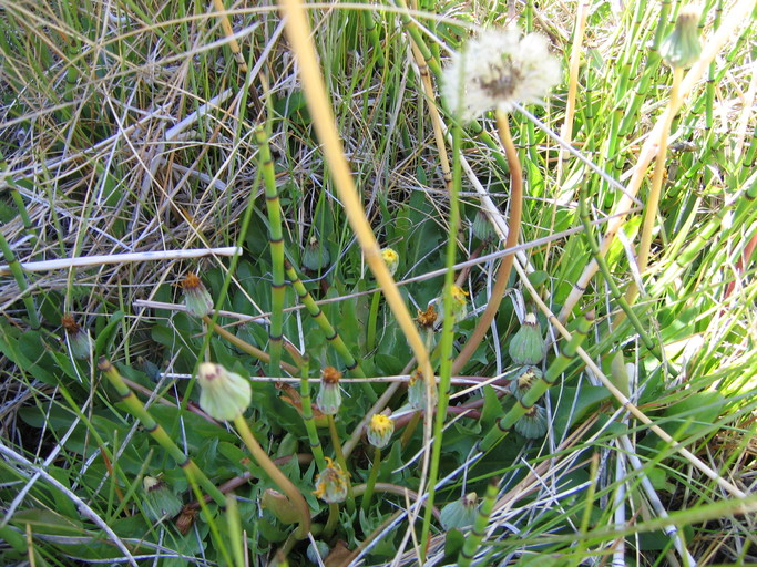 Taraxacum californicum Taraxacum californicum