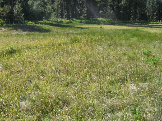 Taraxacum californicum Taraxacum californicum
