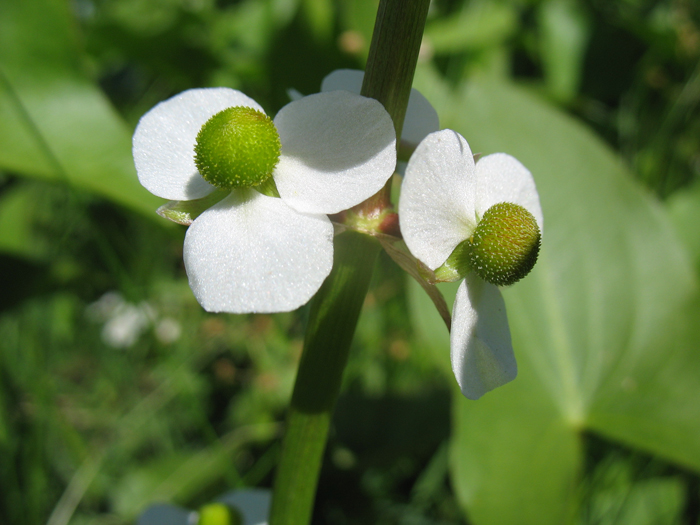 Sagittaria cuneata Sagittaria cuneata