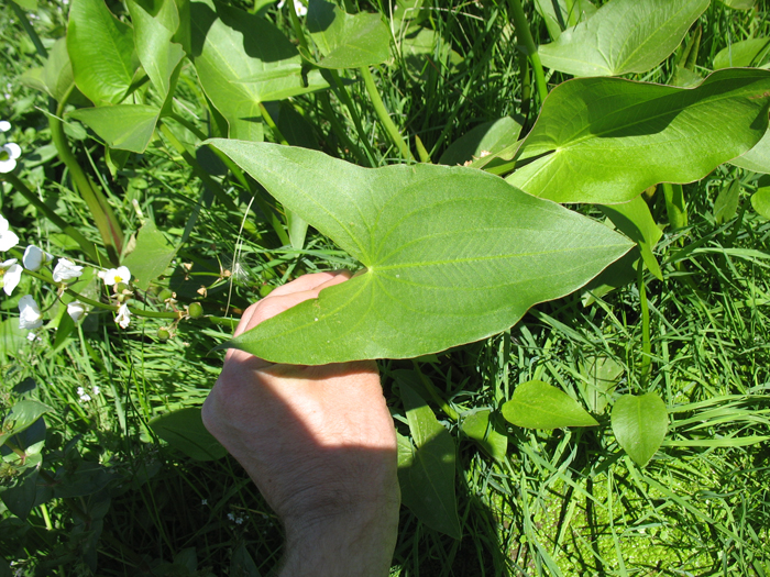 Sagittaria cuneata Sagittaria cuneata