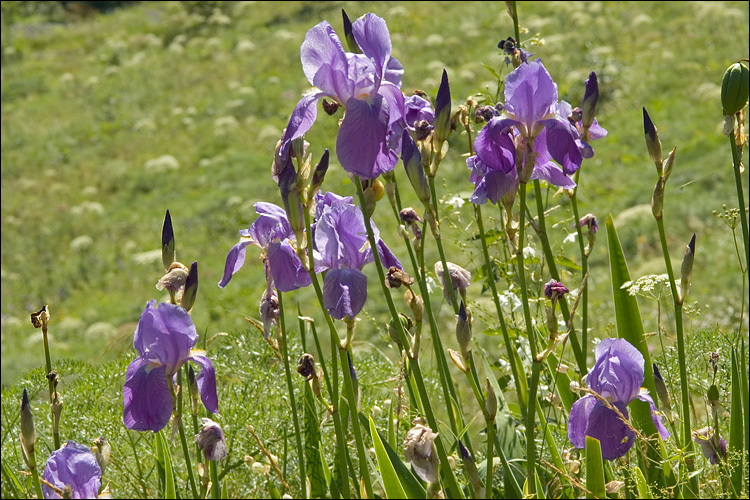 Iris pallida ssp. cengialti